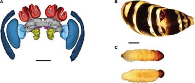 Caste, Sex, and Parasitism Influence Brain Plasticity in a Social Wasp